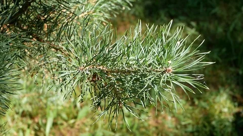 Pine Vídeos de archivo 94859101