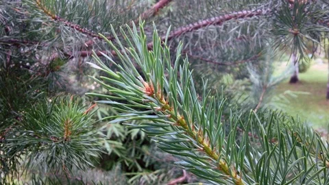 Pine Vídeo Stock 97270944