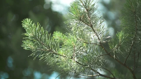 Pine Stock Footage 111207168