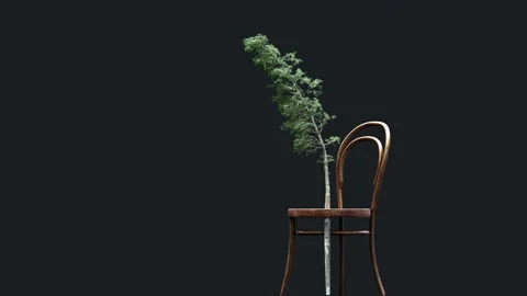 Pine Video stock 130564374