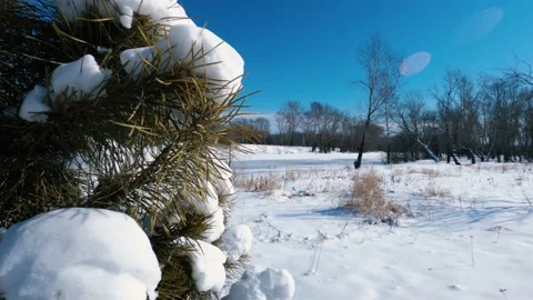 Pine Stock Footage 150493053