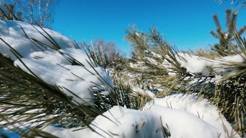 Pine Video stock 150493207