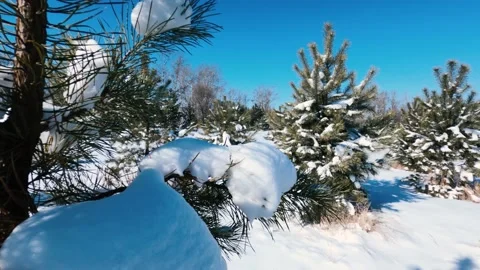 Pine Video stock 150493497