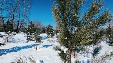 Pine Stock Footage 150493838