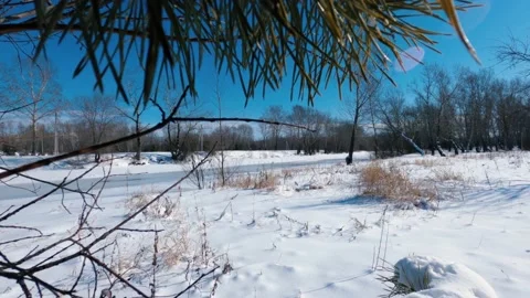 Pine Stock Footage 150494335