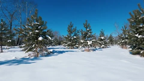 Pine Stock Footage 150494681