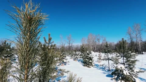 Pine Video stock 150495294