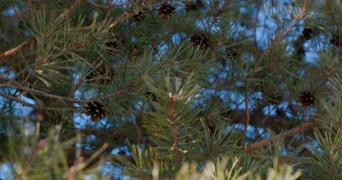 Pine Video stock 172005941