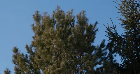 Pine Video stock 172007528