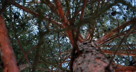 Pine Video stock 172469643
