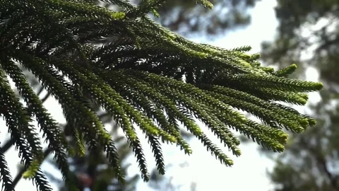 Pine Stock Footage 251327193