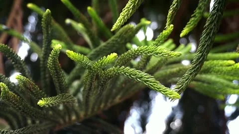 Pine Stock Footage 251327194