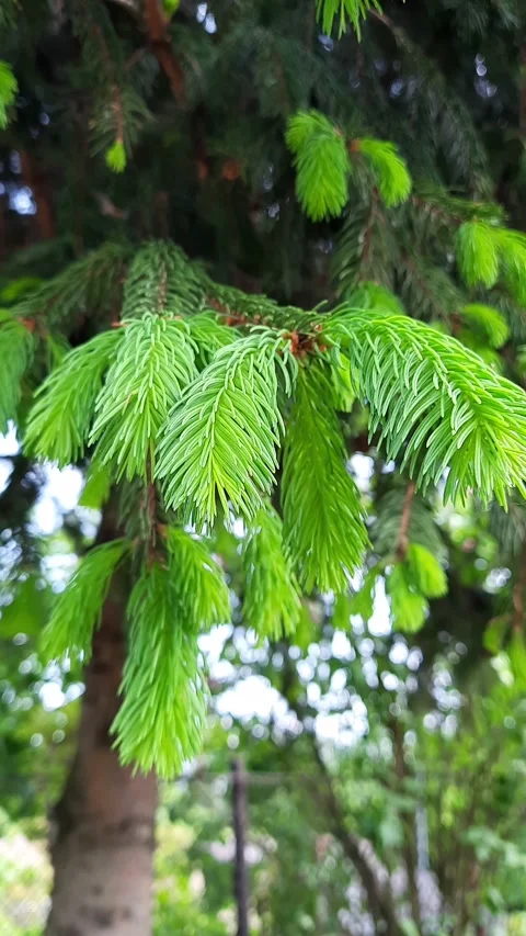Pine Stock Footage 271210710
