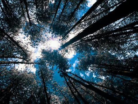 Pine forest 1 Foto stock