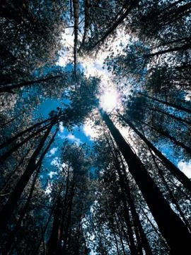 Pine forest 2 Stock Photos