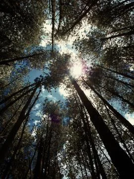 Pine forest 3 Stock Photos