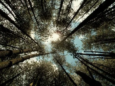 Pine forest 4 Stock Photos