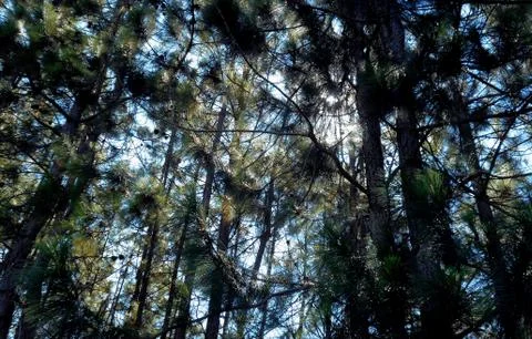 Pine forest 5 Foto stock