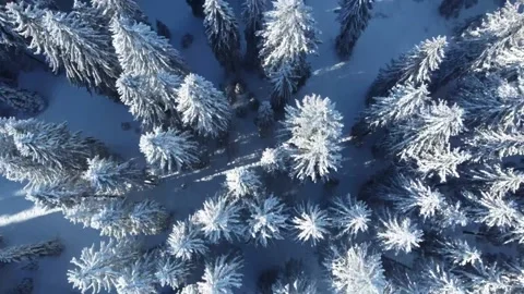 Pine forest from above downward view drone footage in Jura Switzerland Stock Footage 168258400