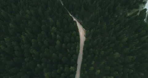Pine Forest From Above, Fall Season, Forest Road. Stock Footage 188548182
