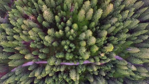 Pine forest from above Stock Footage 113071650