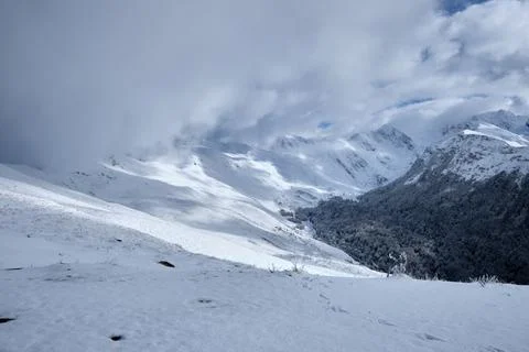 Pine forest from above 스톡 사진