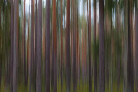 Pine forest abstract, intentional camera vertical panning. Motion blur. Stock Photos