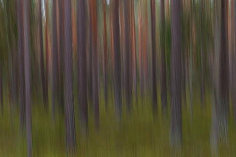 Pine forest abstract, intentional camera vertical panning. Motion blur. Stock Photos