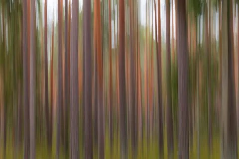 Pine forest abstract, intentional camera vertical panning. Motion blur. Stock Photos