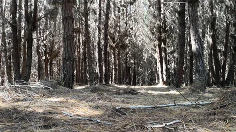 Pine forest. Abstract view of sunlight between branches and foliage. Stock Footage 102240268