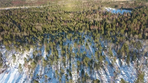 Pine forest, aerial drone view of pine forest during winter Stock Footage 256208505