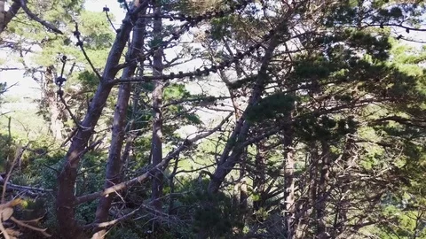 Pine Forest Aerial Vídeo Stock 88160940