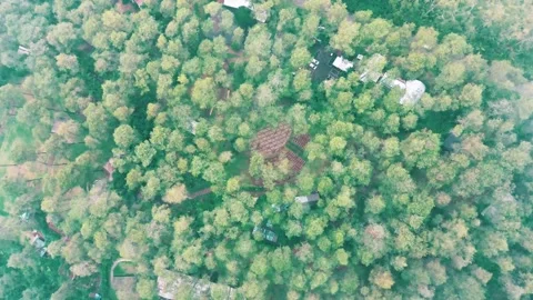 Pine Forest Aerial Shoot covered by cloud Stock Footage 303817561