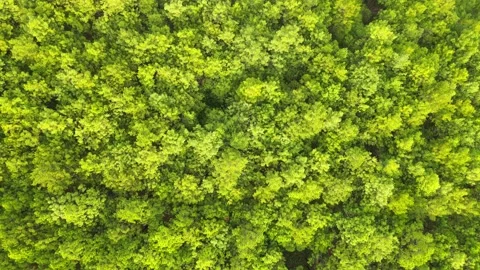Pine forest aerial top view. Aerial top down fly over shot Thailand. Vídeo Stock 221138804