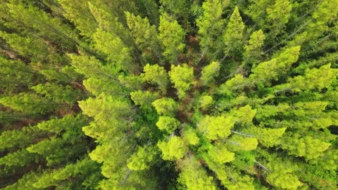 Pine forest aerial top view. Drone rise up. Vídeo Stock 247643216