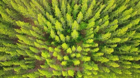 Pine forest aerial top view fly over shot. 库存影片 247645161