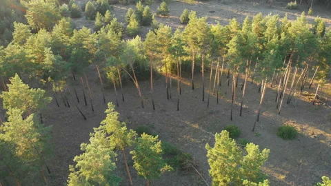 Pine forest, aerial view with drone. Top view in pine wood park Stock Footage 94426852