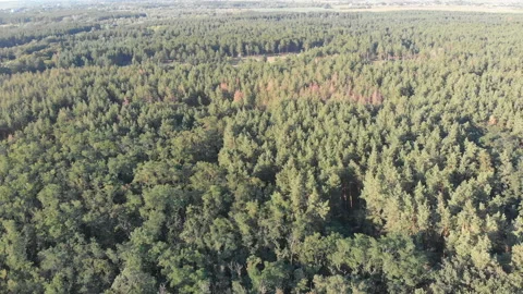 Pine forest, aerial view with drone. Top view in pine wood park Stock Footage 94431701