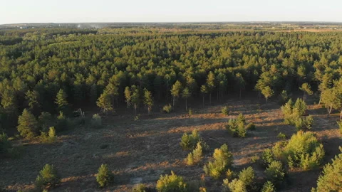 Pine forest, aerial view with drone. Top view in pine wood park Stock Footage 104073364
