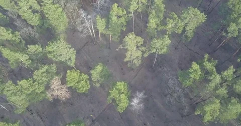Pine forest aerial view Stock Footage 73140831