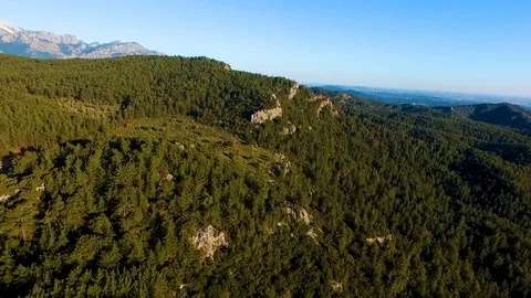 Pine Forest Aerial View Stock Footage 130106096