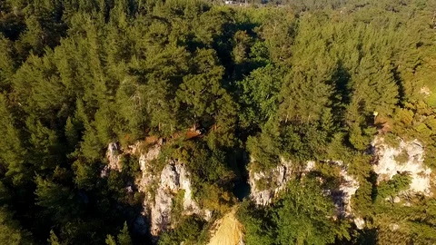 Pine Forest Aerial View Stock Footage 130106437