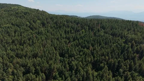 Pine forest aerial view, Rhodopes near Leshten, Bulgaria Stock Footage 343686682