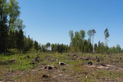 Pine forest after deforestation in late spring Stock Photos