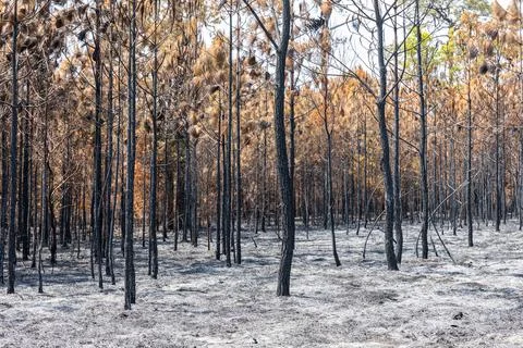 Pine forest after fire burning to black and brown color. Stock Photos