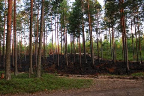 Pine forest after a fire. burnt earth with black soot. Leningrad Region, Russ Stock Photos