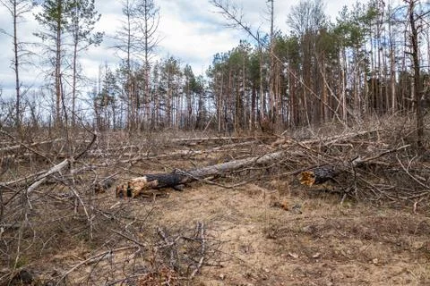 Pine forest after a fire, disaster, fire burned trees Stock Photos
