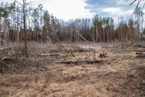 Pine forest after a fire, disaster, fire burned trees Stock Photos
