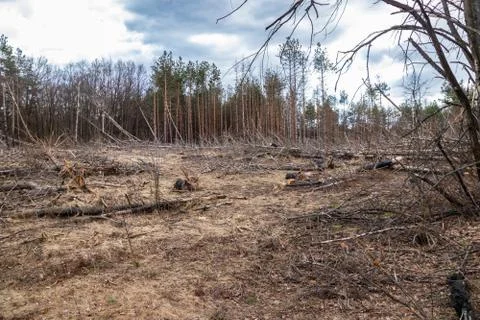Pine forest after a fire, disaster, fire burned trees Stock Photos