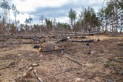 Pine forest after a fire, disaster, fire burned trees Stock Photos
